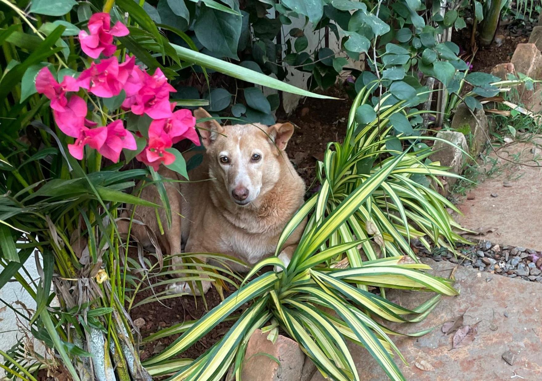 Hippie Paws Hotel Mandrem Luaran gambar